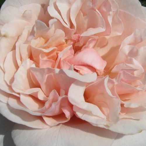 Rosa Eifelzauber ® - trandafir cu parfum discret - Trandafir copac cu trunchi înalt - cu flori tip trandafiri englezești - roz - W. Kordes & Sons - coroană tufiș - ,-